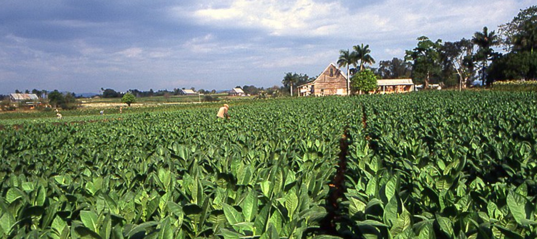 Brief History of Cuban Cigars Industry 2